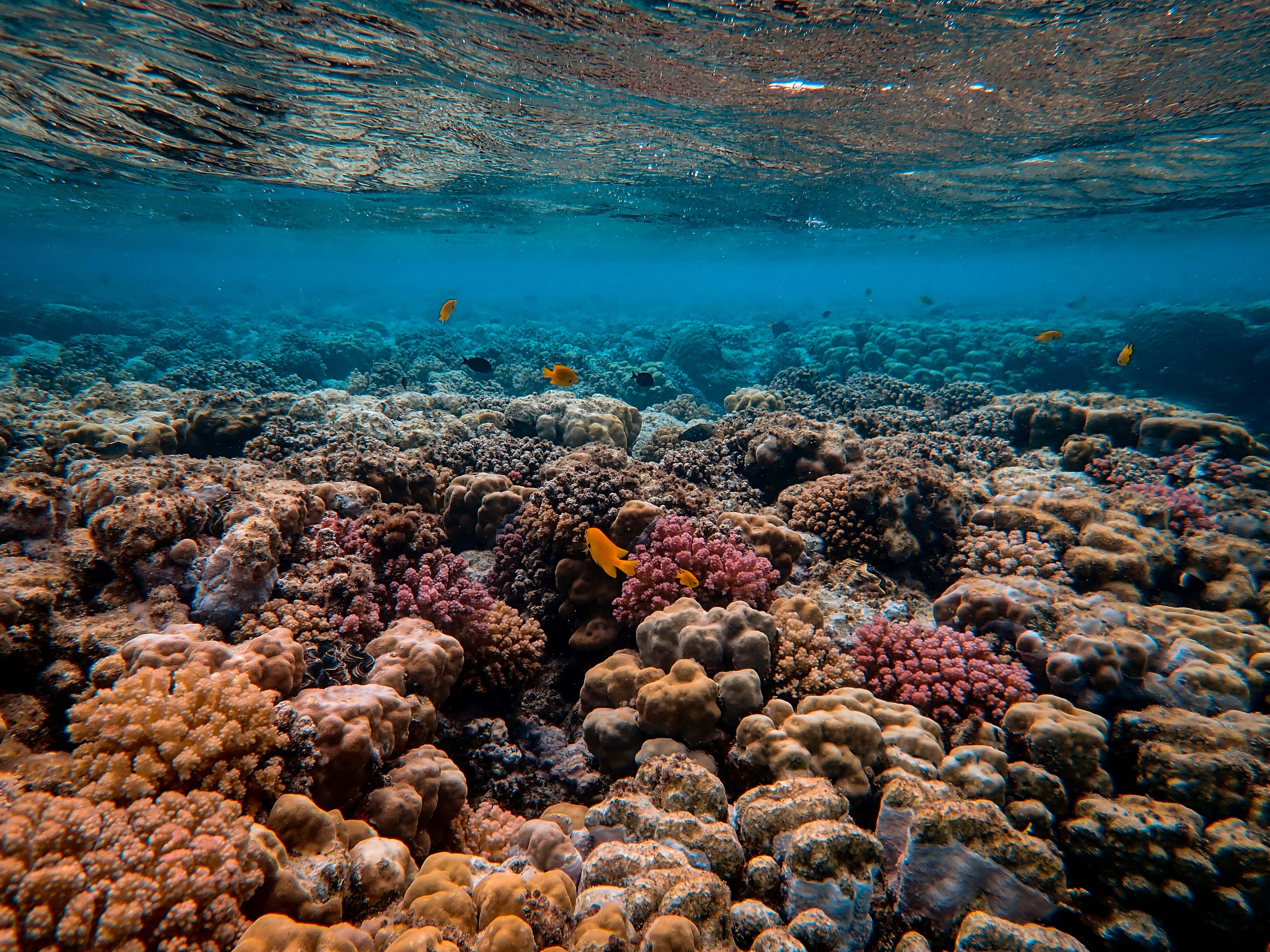 World in grip of new major coral bleaching event, reefs at risk
