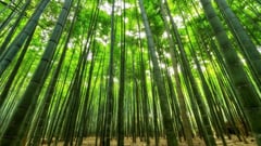 DENR reiterates order on intensified forest protection efforts