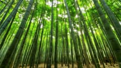DENR reiterates order on intensified forest protection efforts