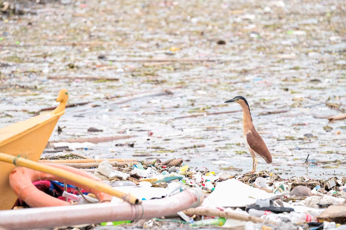 A nankeen night heron looking over debris washed on the shores of the Manila Bay.