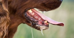 Manila LGU raises alarm vs rabies