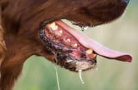 Phl logs 159 rabies cases so far