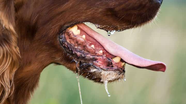 Manila LGU raises alarm vs rabies