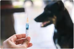 Las Piñas offers free animal rabies vaccination