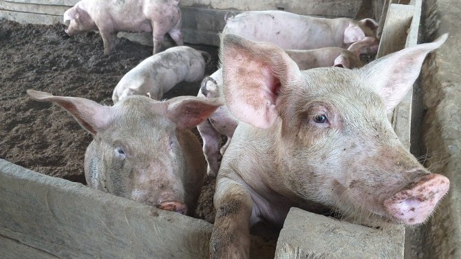 No cases of foot, mouth disease yet in Phl — DA