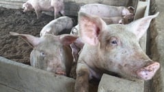 No cases of foot, mouth disease yet in Phl — DA