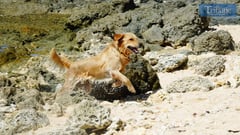 Dogs seize the day!