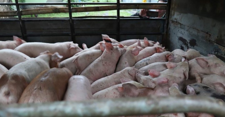Apayao soon to see swine repopulation 

