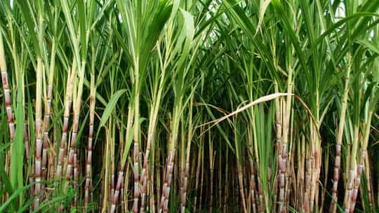 Sugar planters back importation
