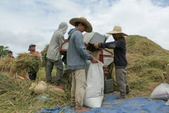 DA pushes grains tariffication extension