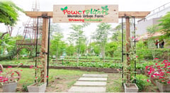 Meralco Cultivates Sustainability
Commitment with Urban Farm Initiative