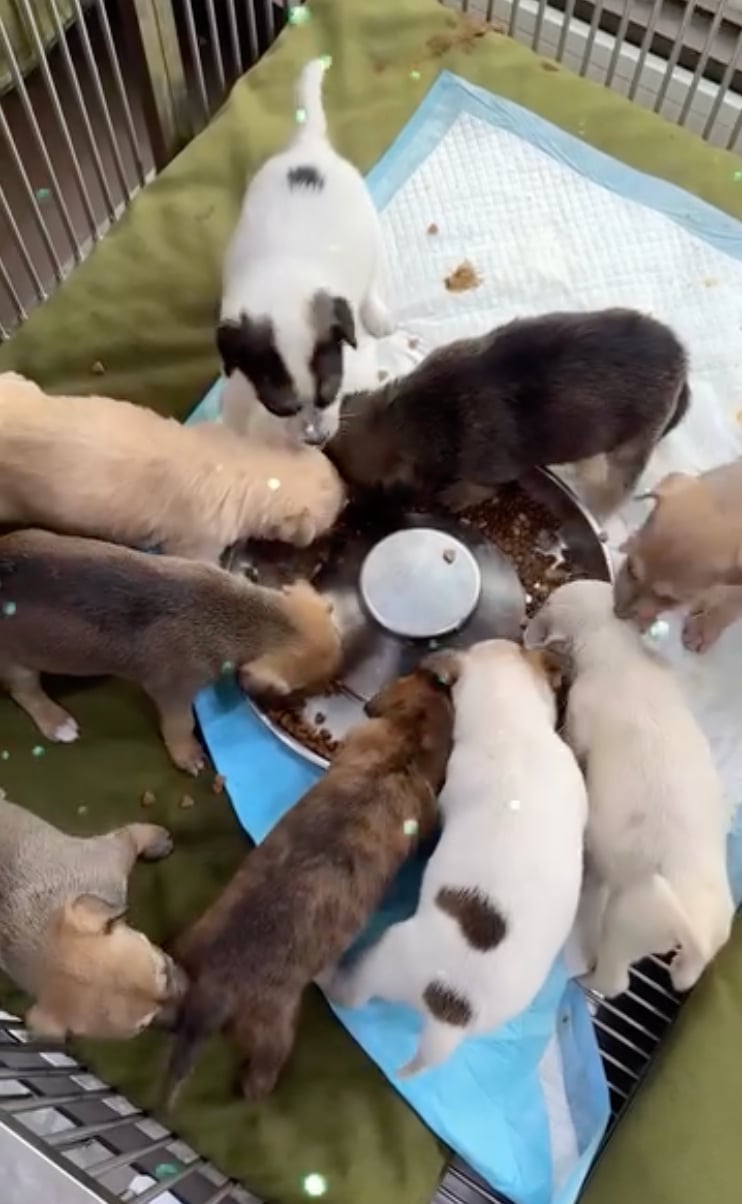 Biyaya Animal Care stands firm in making a positive change in animal welfare in the country.