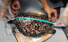 Juvenile Hawksbill turtle rescued
