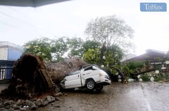 'AGHON' KNOCKS DOWN 100-YEAR-OLD TREE