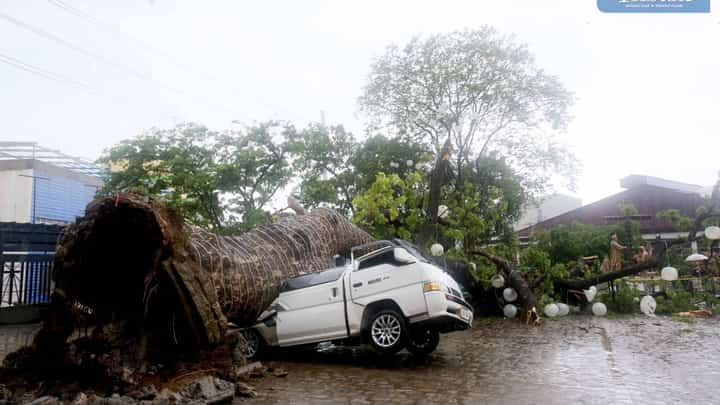 'AGHON' KNOCKS DOWN 100-YEAR-OLD TREE