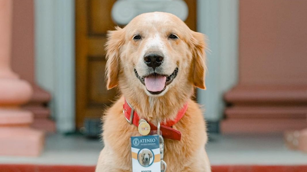 A good boy that is Booster