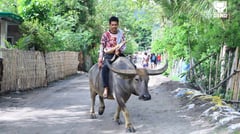 DSWD leads turn-over of carabaos to Tarlac town program beneficiaries