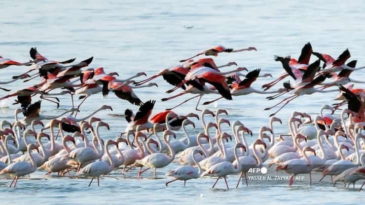 Flamingoes in Kuwait City