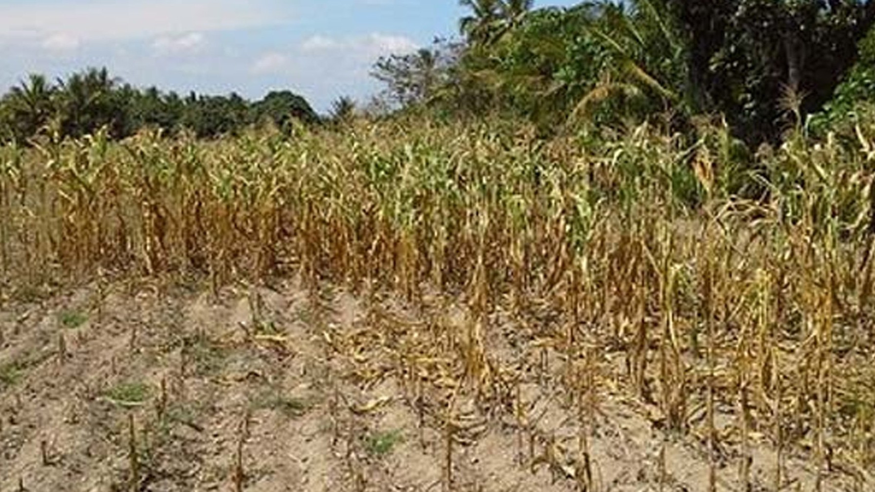 Gov’t readies water systems, farm inputs to blunt El Niño impact
