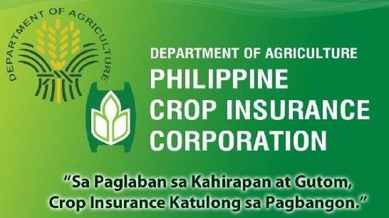 PCIC sets P571M for crop damage