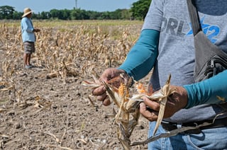 Record harvest gives DA El Niño cushion