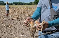 Crop losses The El Niño dry spell lays to waste an entire corn harvest recently in San Antonio, Nueva Ecija. Agricultural losses have amounted to billions of pesos, according to the Department of Agriculture.