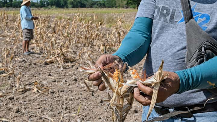 Crop losses The El Niño dry spell lays to waste an entire corn harvest recently in San Antonio, Nueva Ecija. Agricultural losses have amounted to billions of pesos, according to the Department of Agriculture.