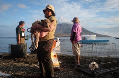 Rescuers brave Indonesia volcano eruptions to save pets
