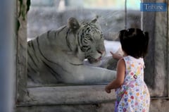 WHITE TIGER AT MALABON ZOO