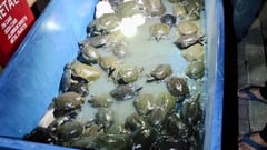 101 softshell turtles, tarantulas seized