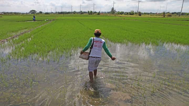 DA: Over P11-M worth of crops damaged by 'Aghon'