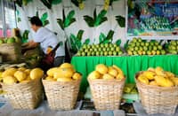 TRIBUNE-Mangoes