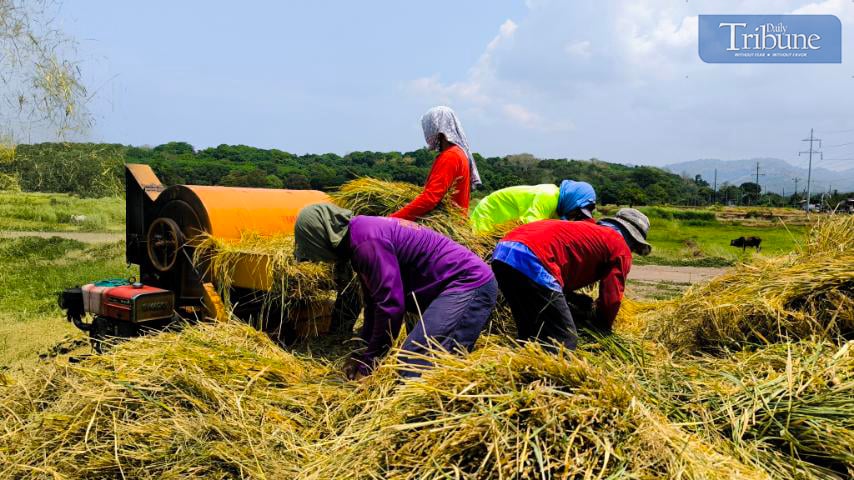 THRESHING RICE IN BAGAC