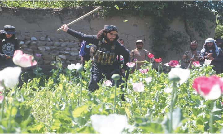 Afghan security personnel destroy a poppy field in Argo district of Badakhshan province, on Monday.