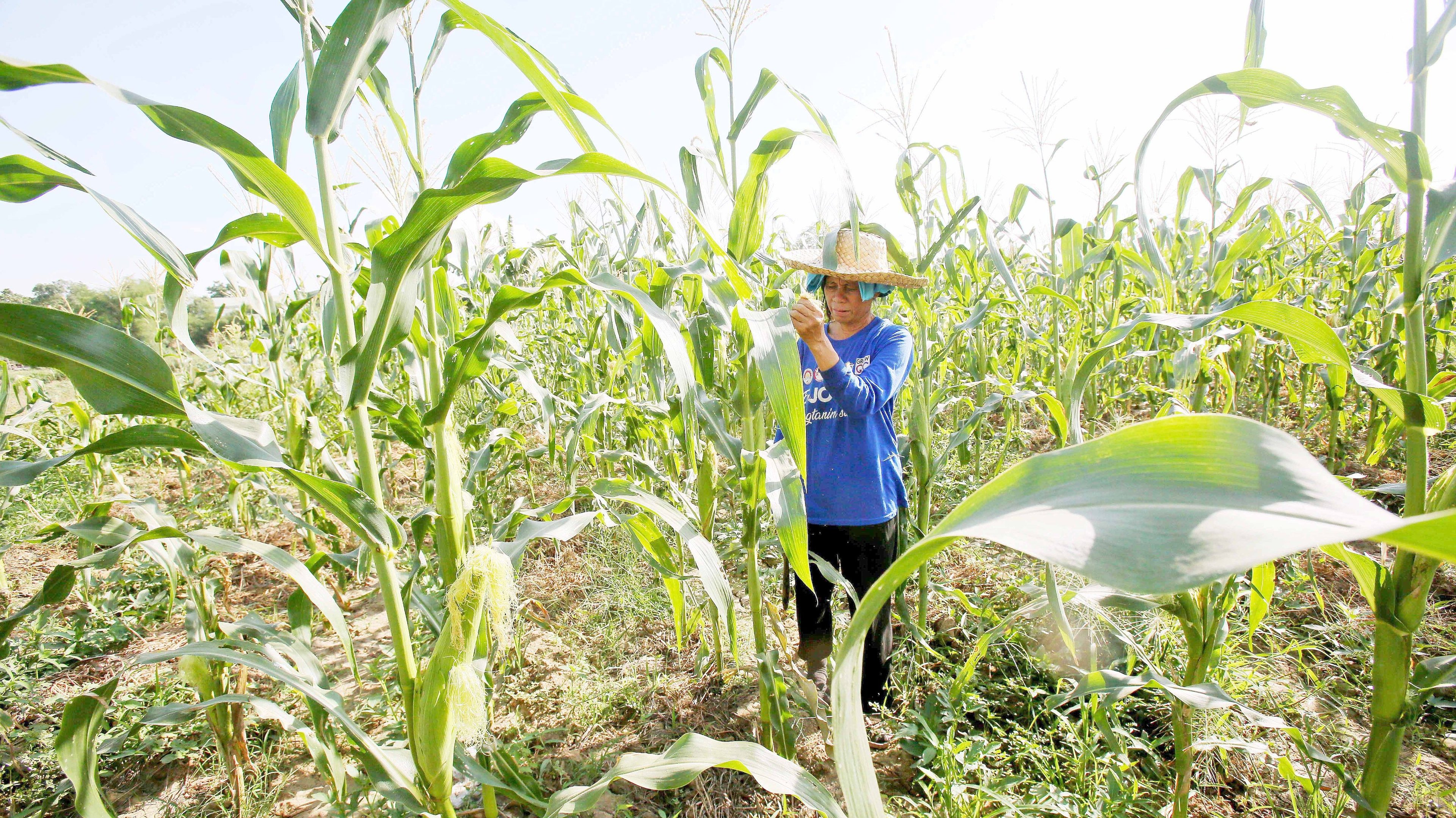 NIA says El Niño may ‘benefit’ some farms