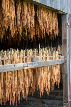 Tobacco industry to last as smoker’s live — Ilagan City official