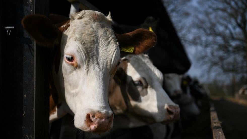 China tightens borders, culls cattle to contain rare SAT-1 foot-and-mouth outbreak
