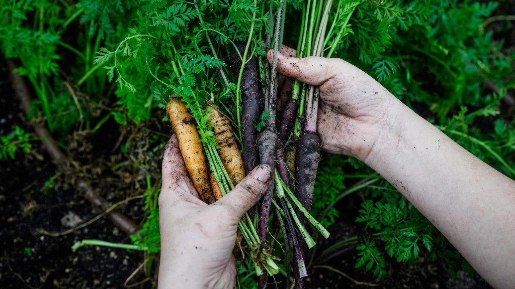 Atok urges DA to defer planned 6,000-metric-ton carrot importation
