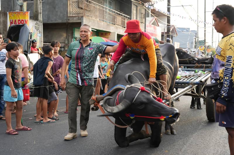 Carabaos as an attraction