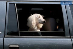 SURPRISED POODLE