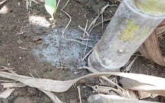 SRA: Increased acidity seen in Negros sugarcane plantations