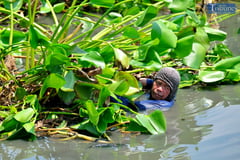 CLEARING WATER HYACINTHS IN LAGUNA LAKE