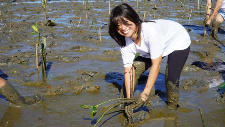 VOLUNTEER plants propagule at the mangrove area in Orani.
