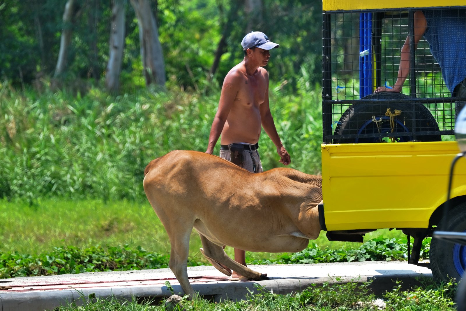 Buyers help a native cattle leap onto their vehicle after purchasing it for P30,000 from a raiser at a farm in Morong, Rizal, on Saturday, 15 June 2024.