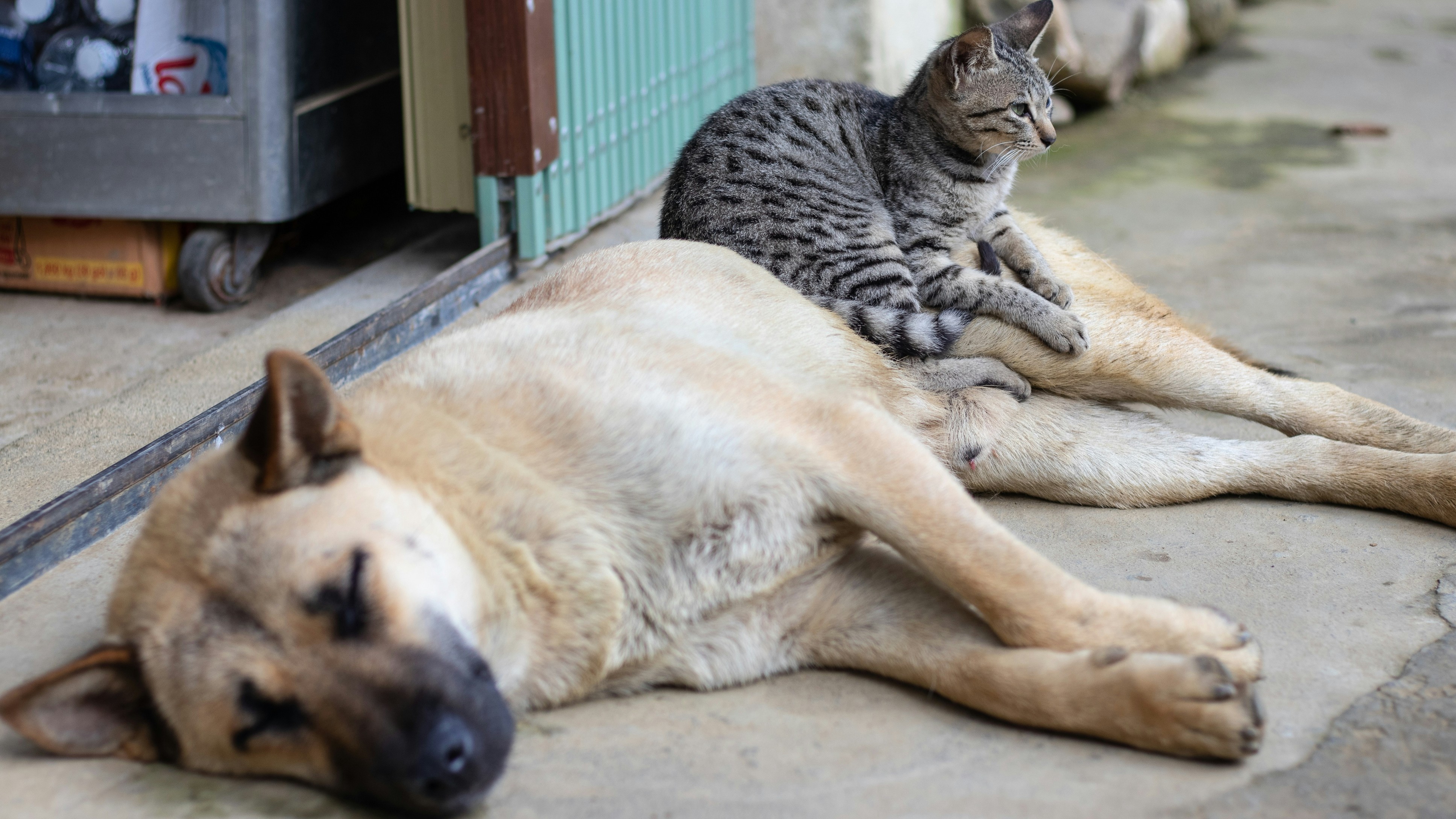 Global Pet Census 2024: Dogs Lead the Pack