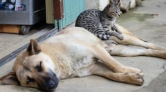 Global Pet Census 2024: Dogs Lead the Pack