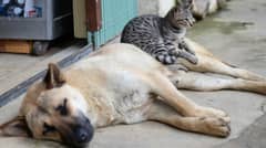Global Pet Census 2024: Dogs Lead the Pack