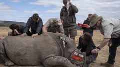 First radioactive rhino horns to curb poaching