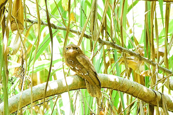 Reforestation for the birds and turtles of Aboitiz Cleanergy Park