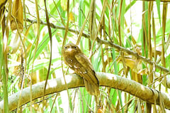 Reforestation for the birds and turtles of Aboitiz Cleanergy Park